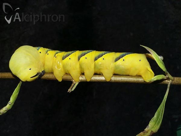 Acherontia atropos