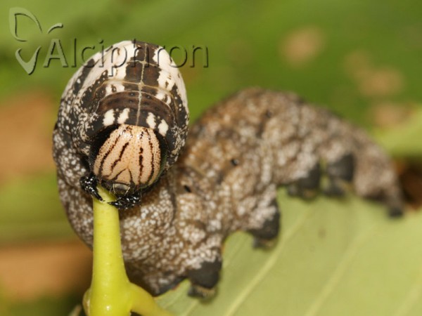 Acherontia atropos