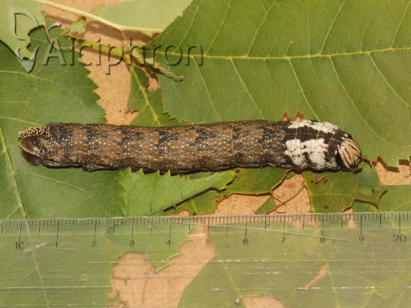 Acherontia atropos