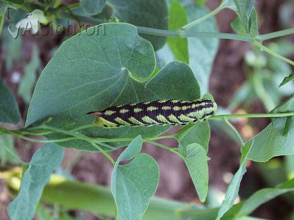 Agrius convolvuli
