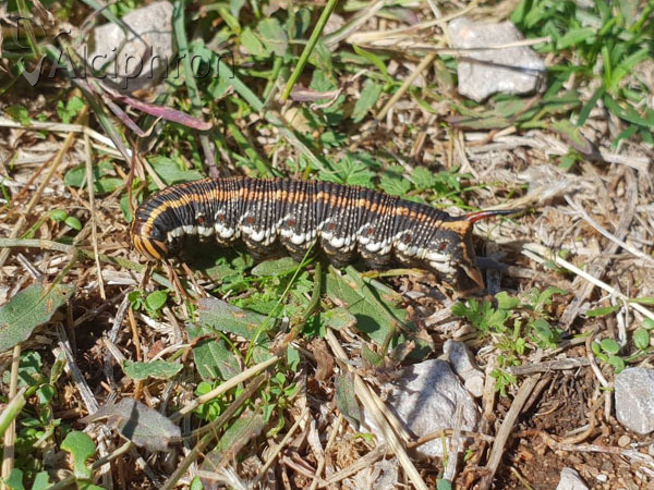 Agrius convolvuli