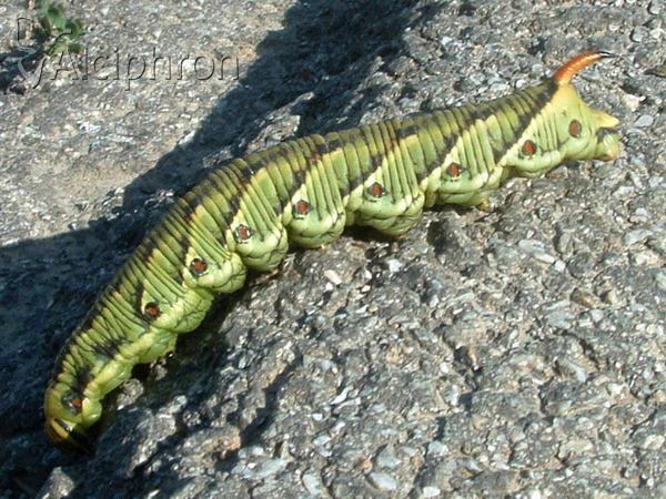 Agrius convolvuli