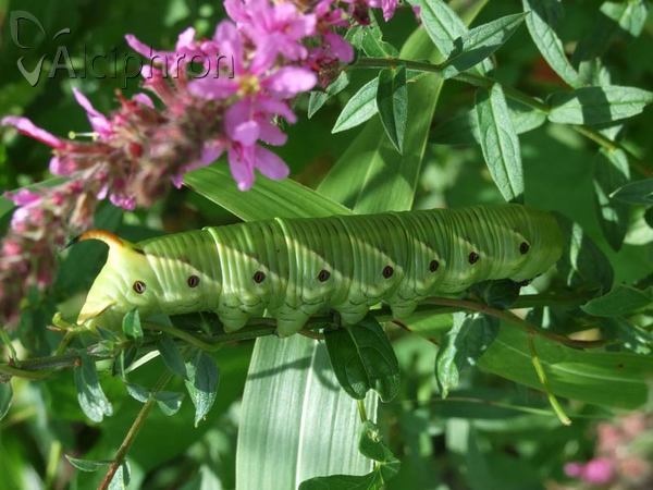 Agrius convolvuli