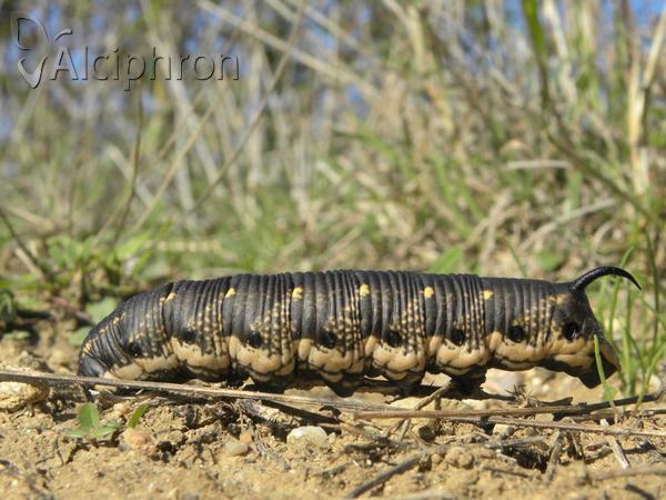Agrius convolvuli