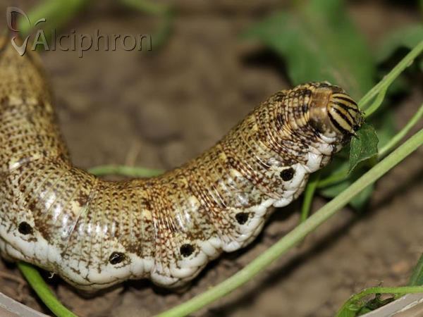 Agrius convolvuli