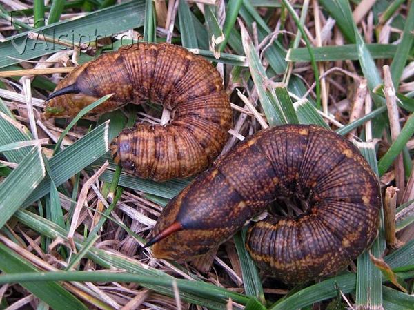 Agrius convolvuli
