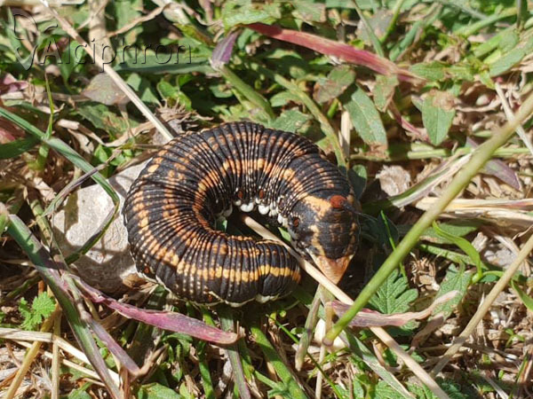 Agrius convolvuli