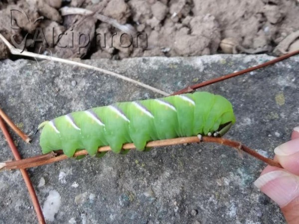 Sphinx ligustri