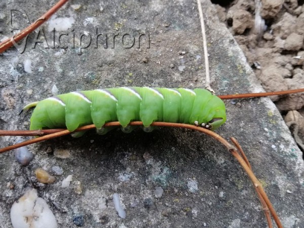 Sphinx ligustri