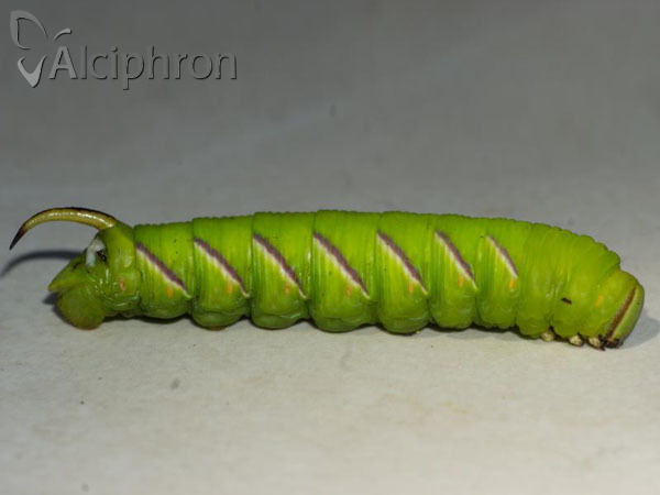 Sphinx ligustri