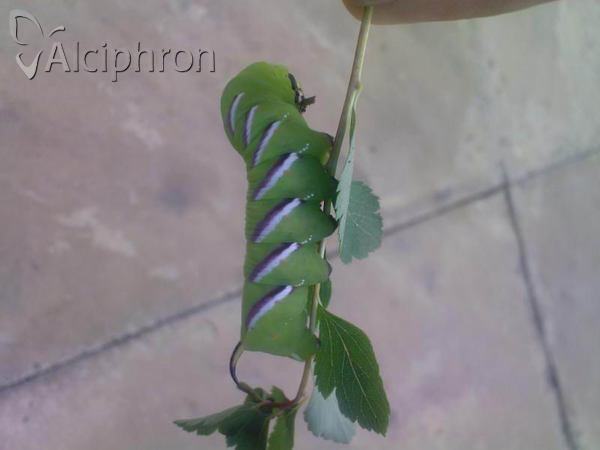 Sphinx ligustri
