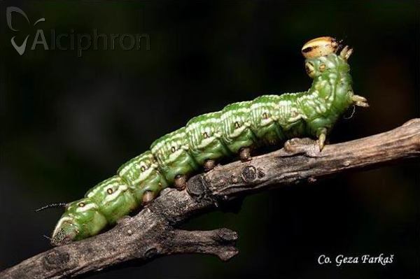 Sphinx pinastri
