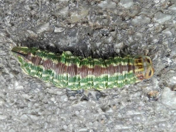 Sphinx pinastri