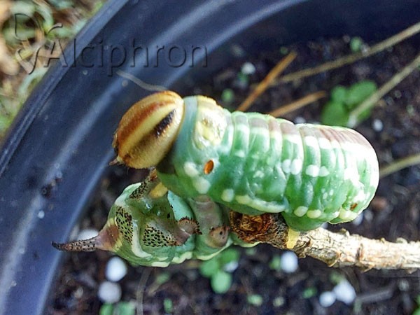 Sphinx pinastri