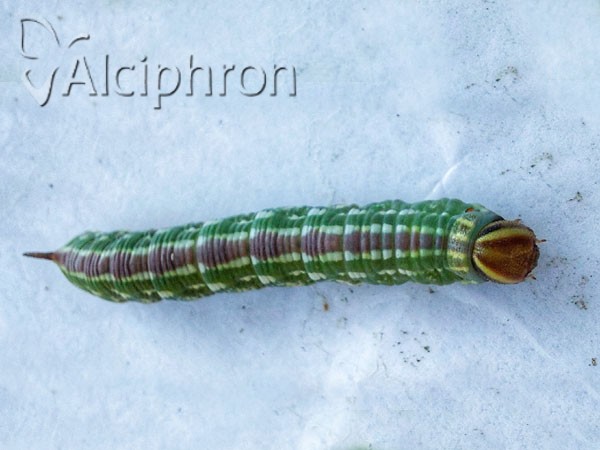 Sphinx pinastri