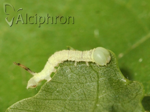 Laothoe populi