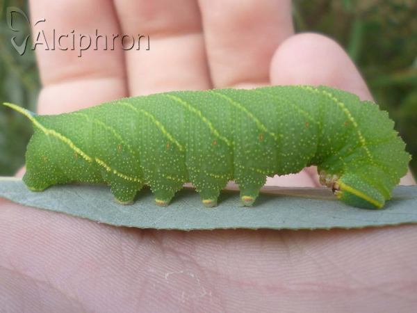 Laothoe populi