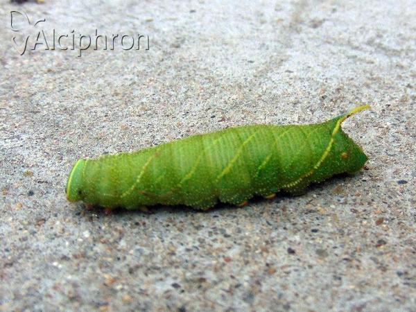 Laothoe populi