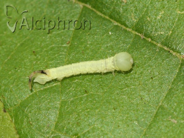Laothoe populi
