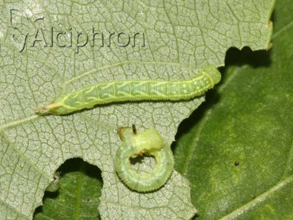 Laothoe populi