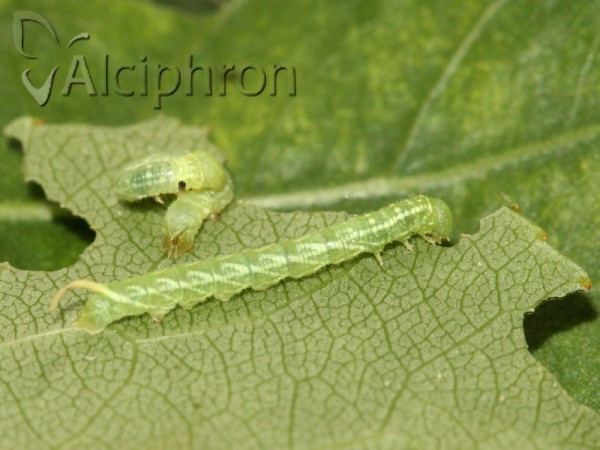 Laothoe populi