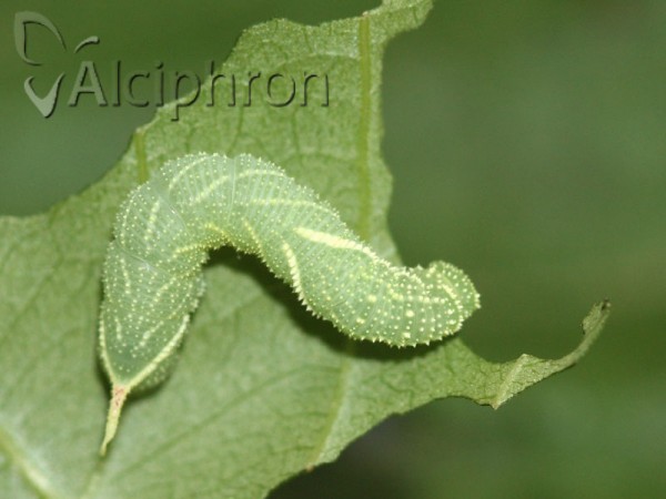 Laothoe populi