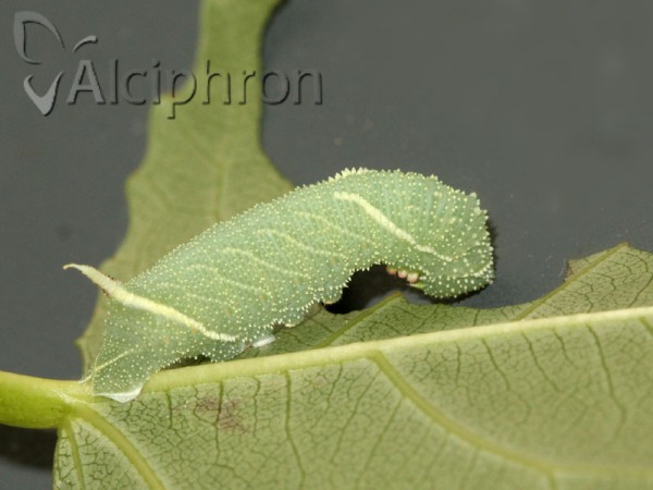 Laothoe populi