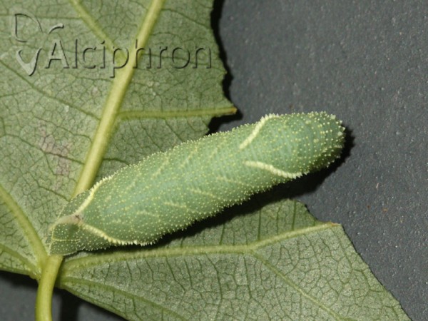 Laothoe populi