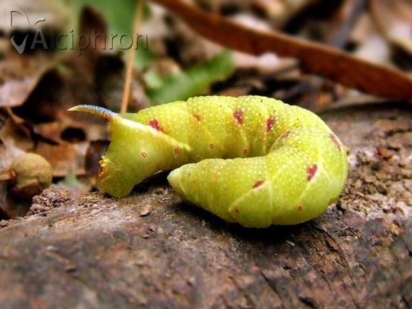 Laothoe populi