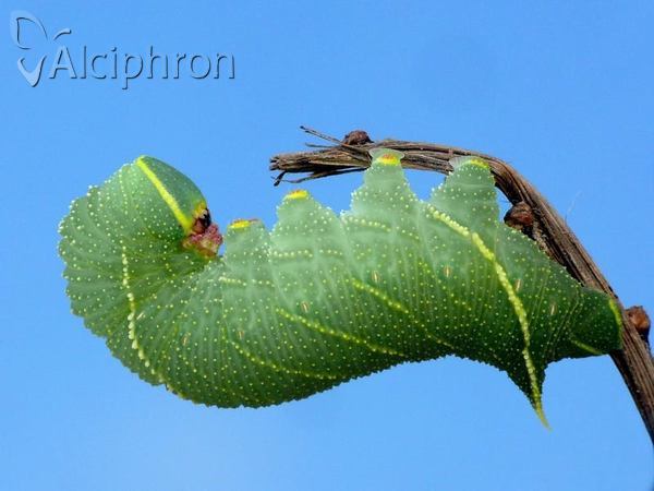 Laothoe populi