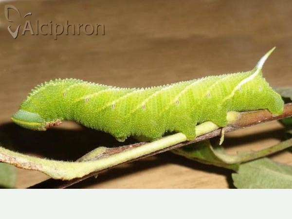 Smerinthus ocellata