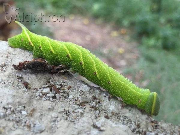 Smerinthus ocellata