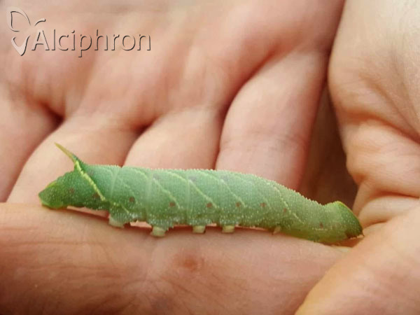 Smerinthus ocellata