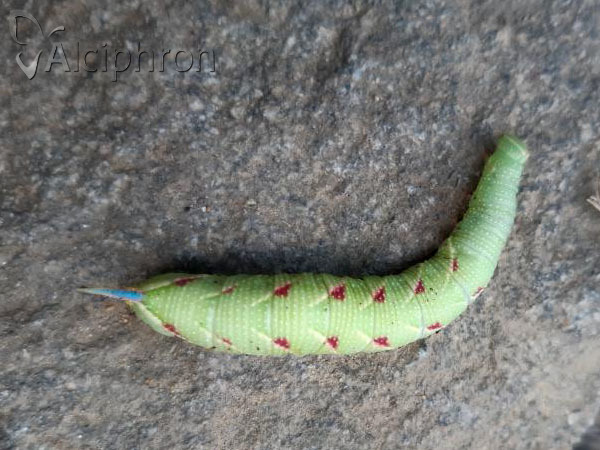 Smerinthus ocellata