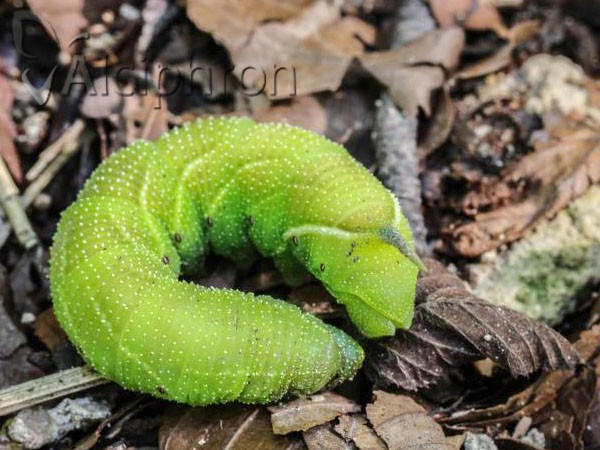Smerinthus ocellata