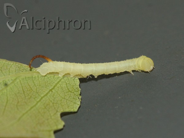 Marumba quercus