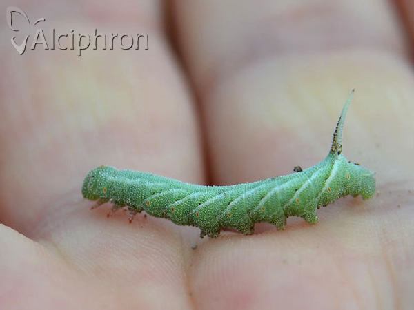 Marumba quercus