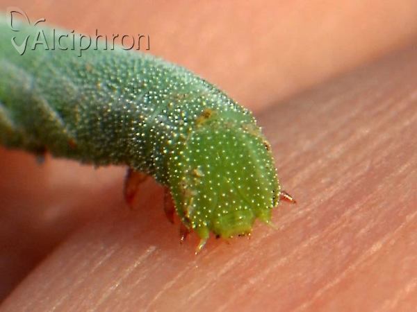 Marumba quercus