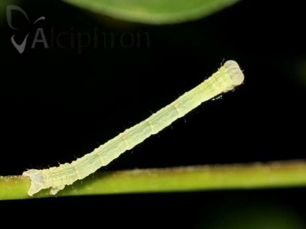 Cyclophora annularia