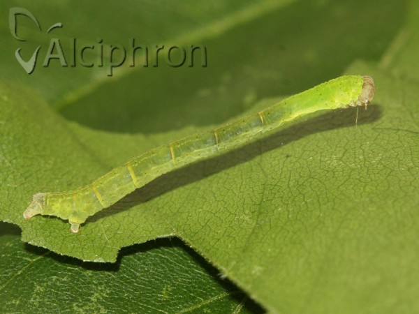 Cyclophora annularia