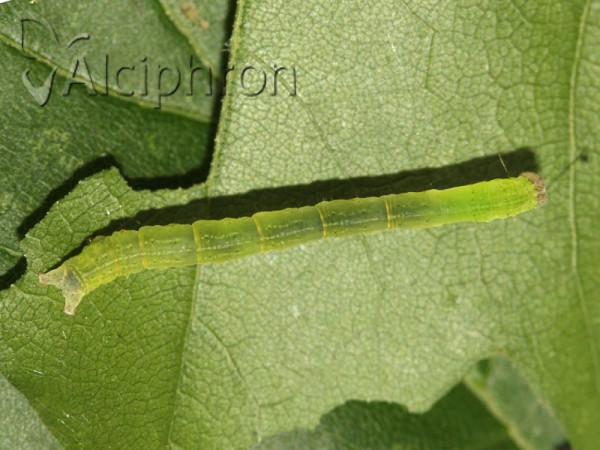Cyclophora annularia