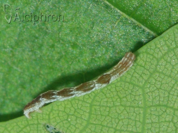 Cyclophora punctaria