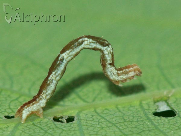 Cyclophora punctaria