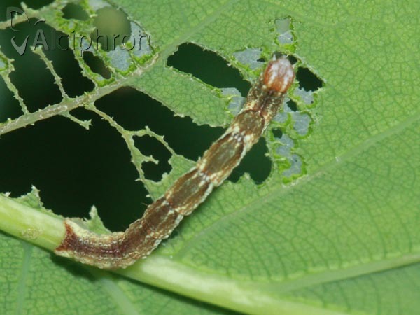 Cyclophora punctaria