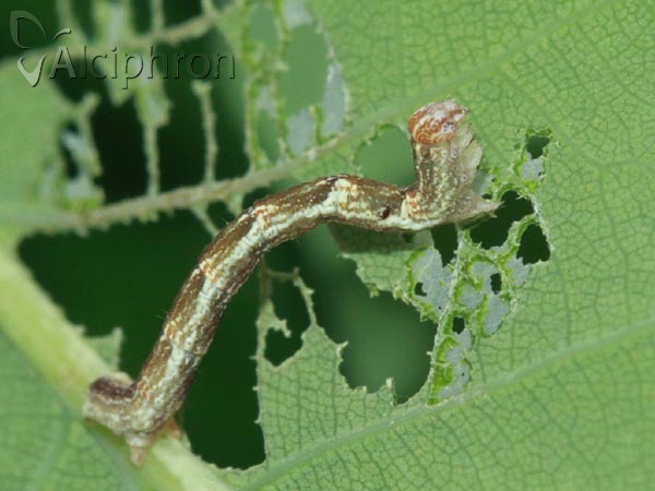 Cyclophora punctaria