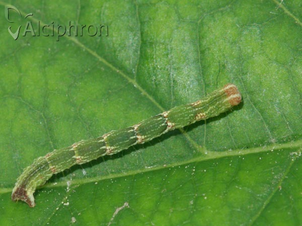 Cyclophora punctaria