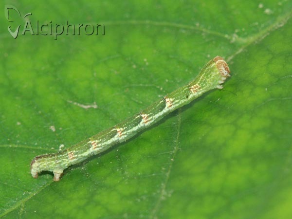 Cyclophora punctaria