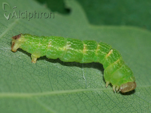 Cyclophora punctaria