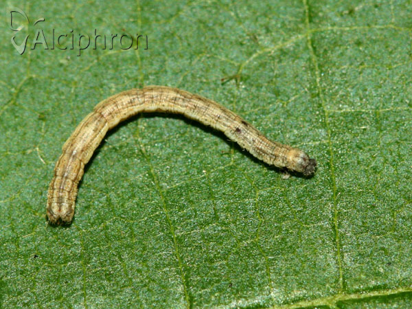 Idaea muricata