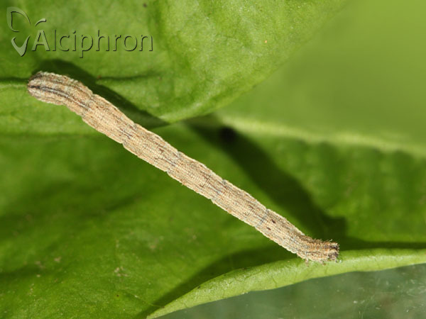 Idaea muricata